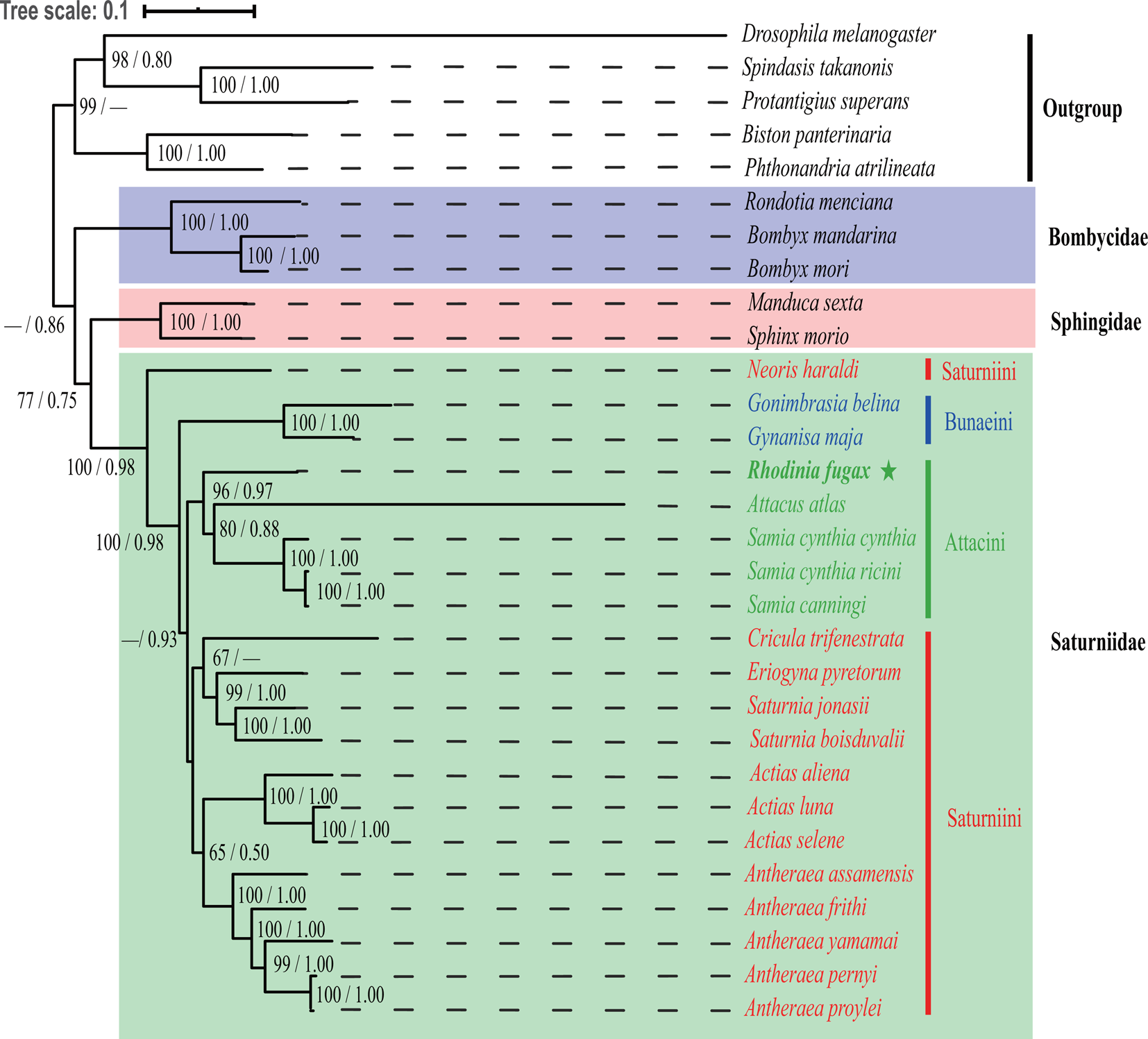 First complete mitochondrial genome of Rhodinia species