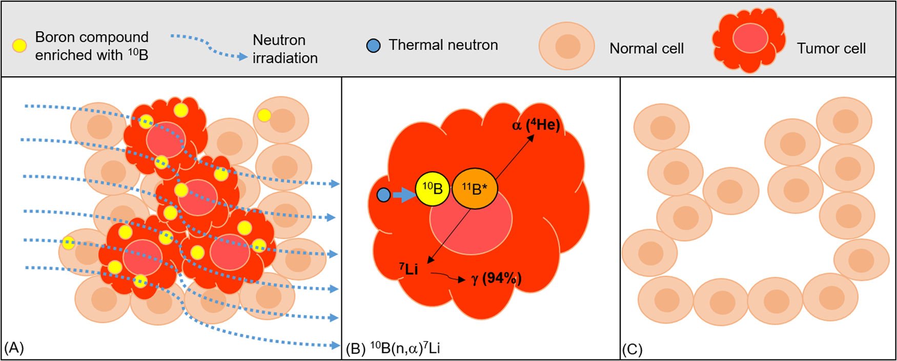 Importance Of Radiobiological Studies For The Advancement Of Boron ...