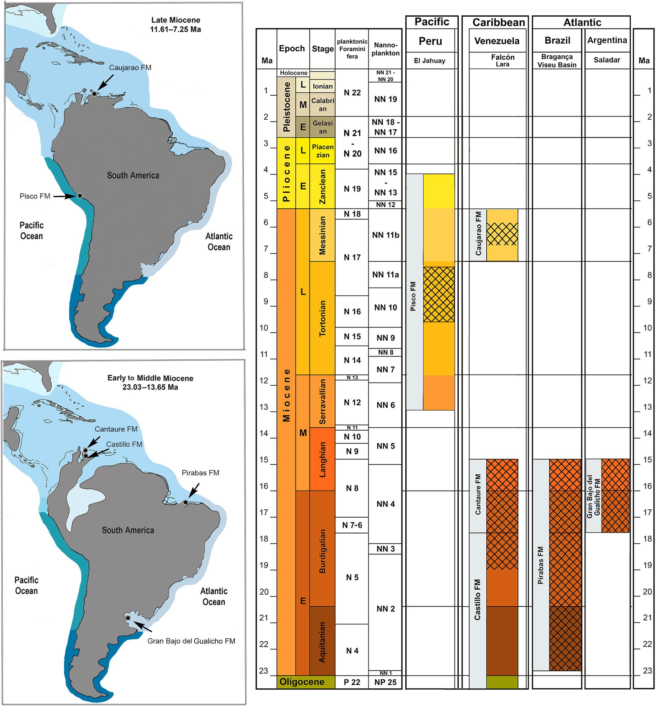 The Inachoididae Spider Crabs Crustacea Brachyura From The Neogene Of The Tropical Americas Journal Of Paleontology Cambridge Core