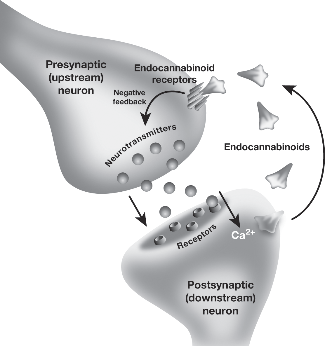 What is anandamide and how does it help marijuana users? - CannaConnection