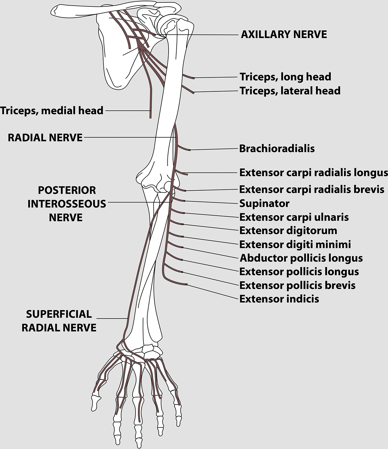 Radial Nerve Anatomy And Examination Simplified With, 46% OFF