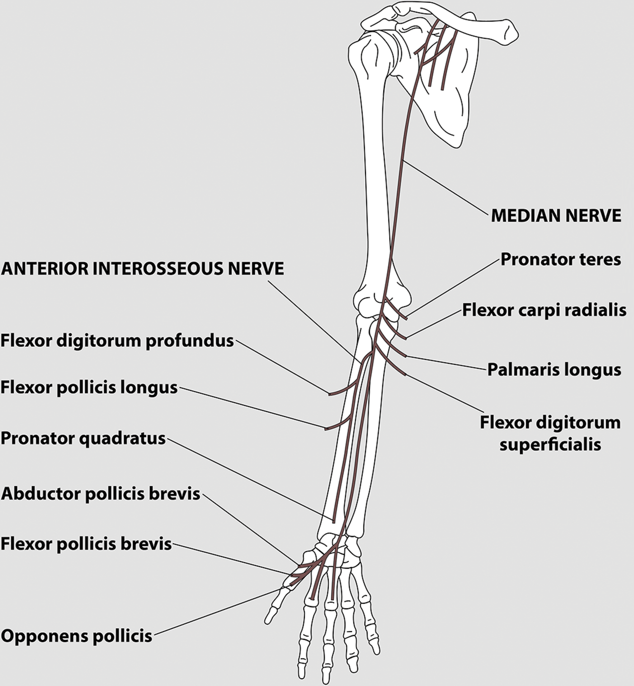 Anterior Interosseous Nerve Syndrome