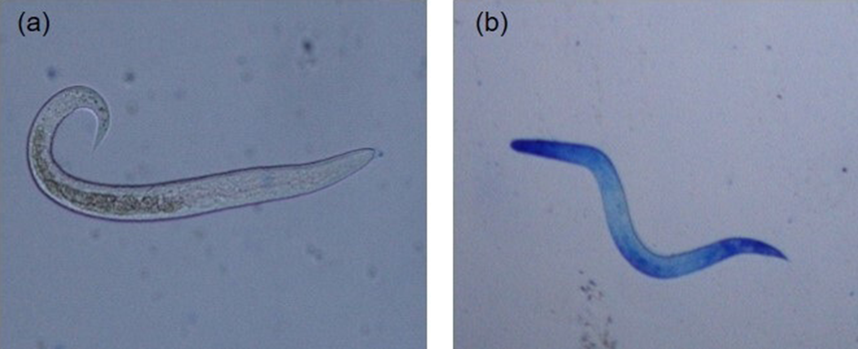 Uptake of dyes by dead, but not the live worms. A. Unstained live