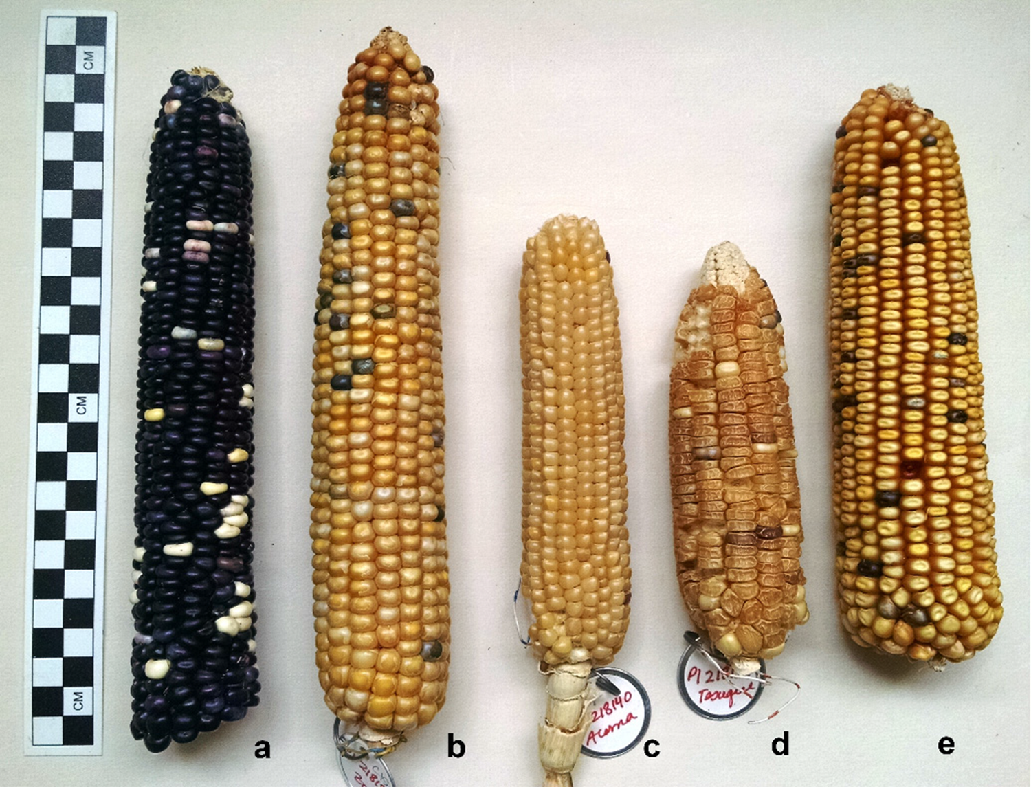 The Nutritional Content of Five Southwestern US Indigenous Maize (Zea Mays L.) Landraces of Varying Endosperm Type American Antiquity Cambridge Core