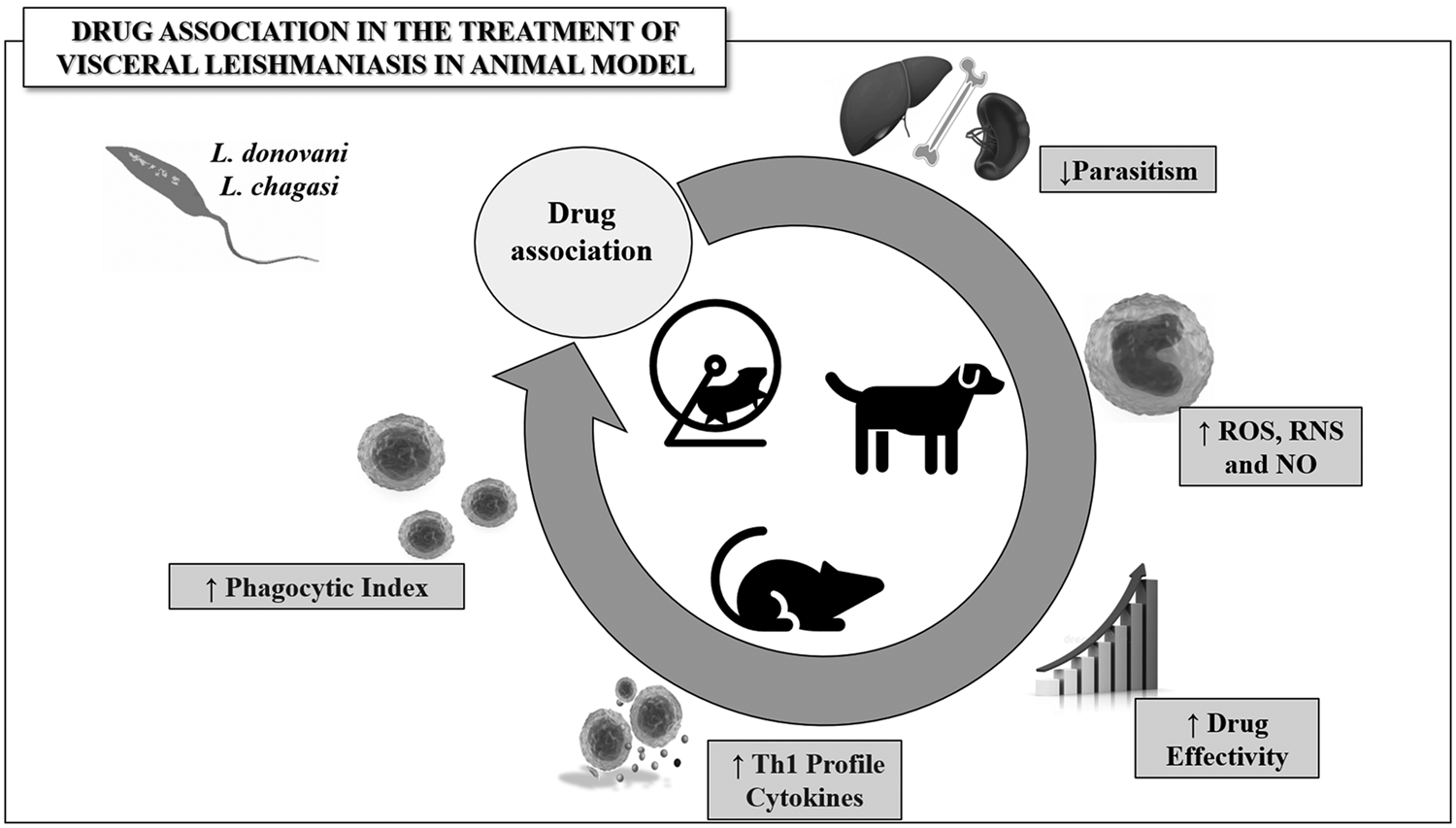 Could combination chemotherapy be more effective than monotherapy in the  treatment of visceral leishmaniasis? A systematic review of preclinical  evidence | Parasitology | Cambridge Core