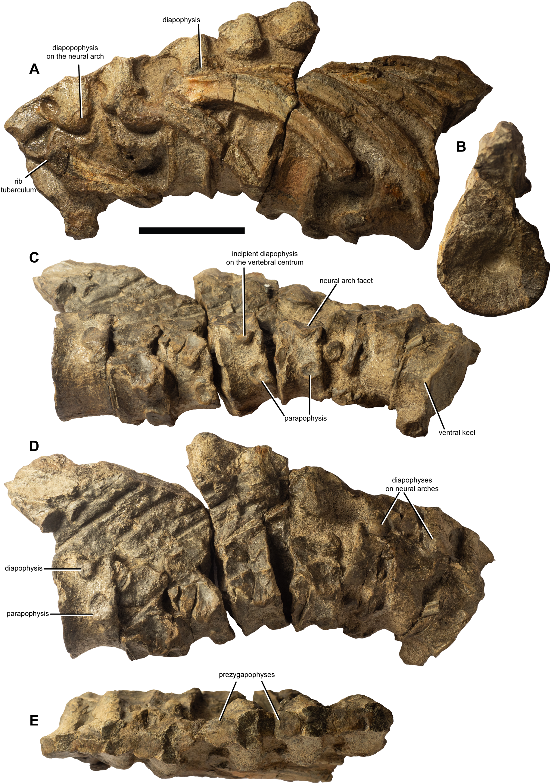 Ichthyosaurs from the Upper Triassic (Carnian–Norian) of the New