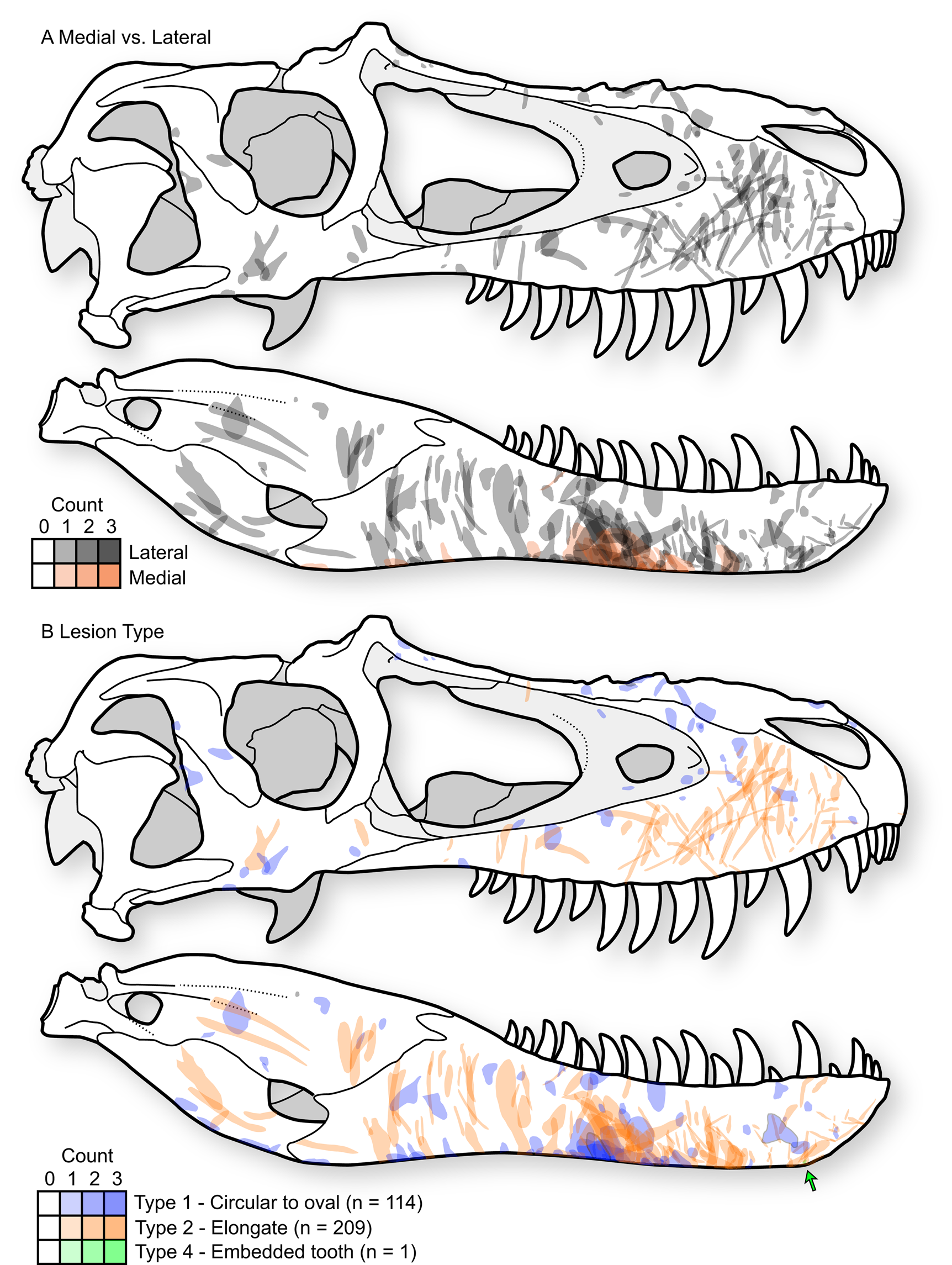 Intraspecific facial bite marks in tyrannosaurids provide insight into  sexual maturity and evolution of bird-like intersexual display |  Paleobiology | Cambridge Core