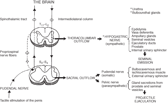 Abnormalities of ejaculation Chapter 26 Infertility in the Male