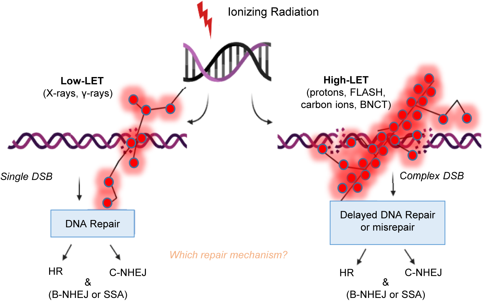Key biological mechanisms involved in highLET radiation therapies with