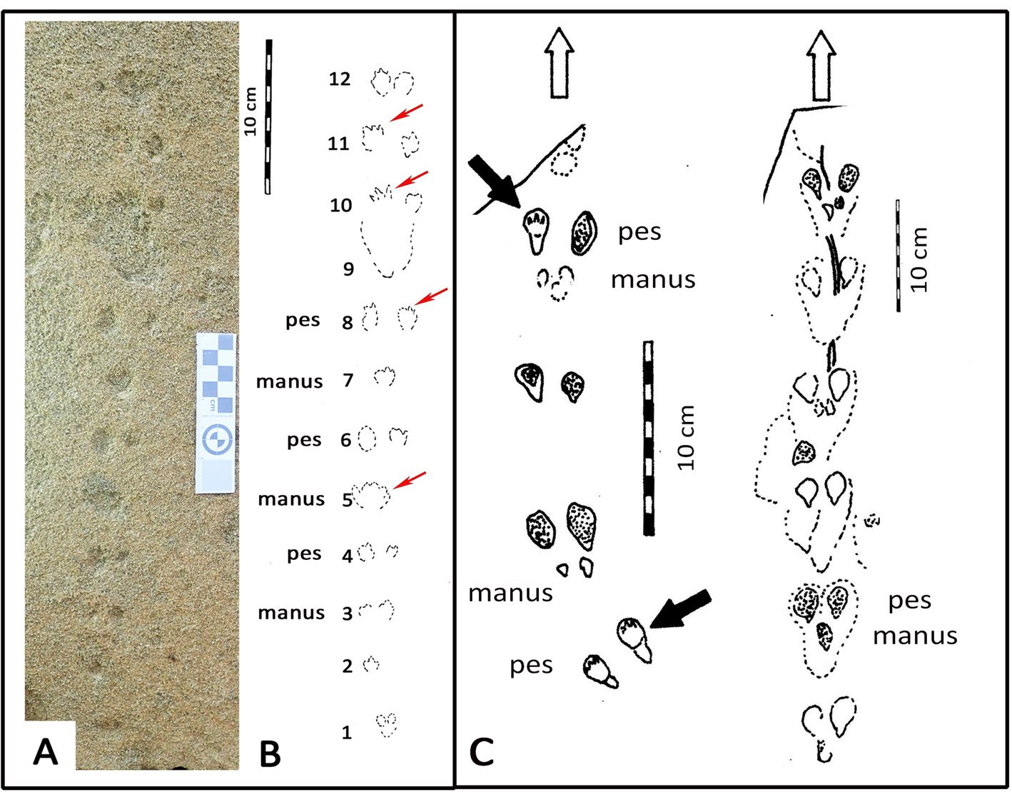 PDF) Angolan ichnosite in a diamond mine shows the presence of a