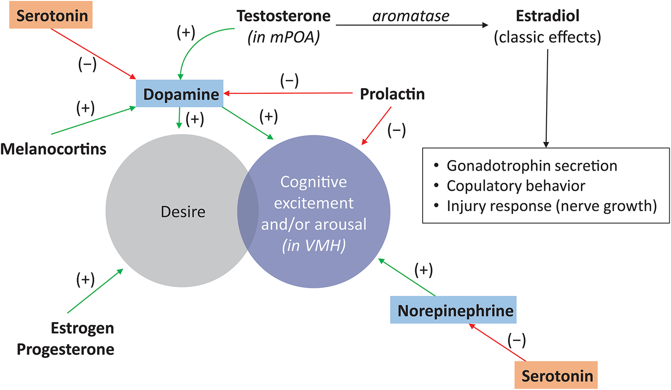 The neurobiology of bremelanotide for the treatment of hypoactive