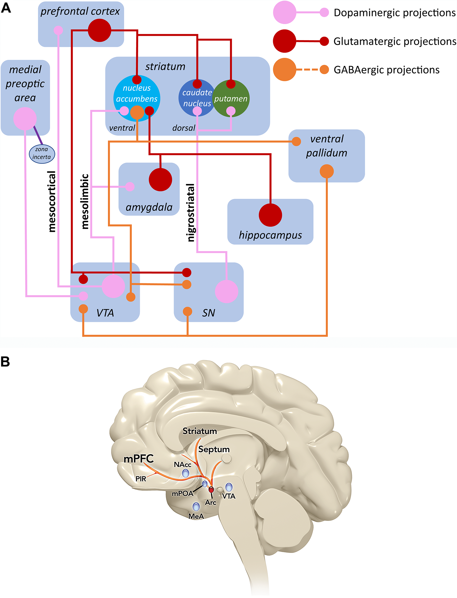 The neurobiology of bremelanotide for the treatment of hypoactive sexual  desire disorder in premenopausal women | CNS Spectrums | Cambridge Core