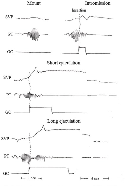 Copulatory Thrusting in Males Chapter 10 The Cambridge