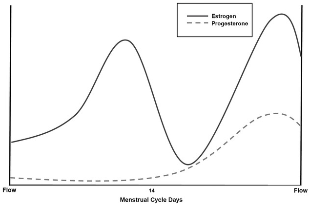 Subcortical structural changes along the menstrual cycle: beyond the  hippocampus
