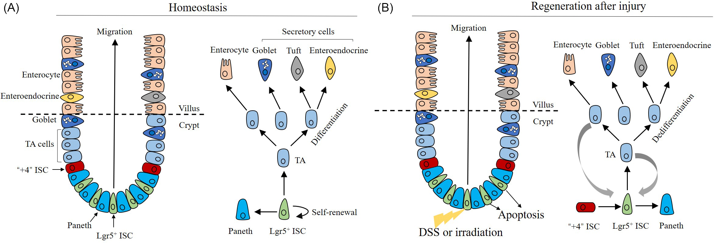 Modulation Of Intestinal Stem Cell Homeostasis By Nutrients: A Novel ...