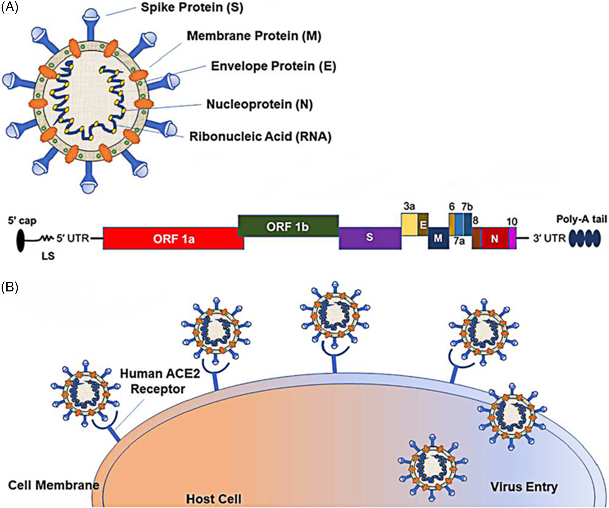 A Perspective On Re-Detectable Positive SARS-CoV-2 Nucleic Acid Results ...