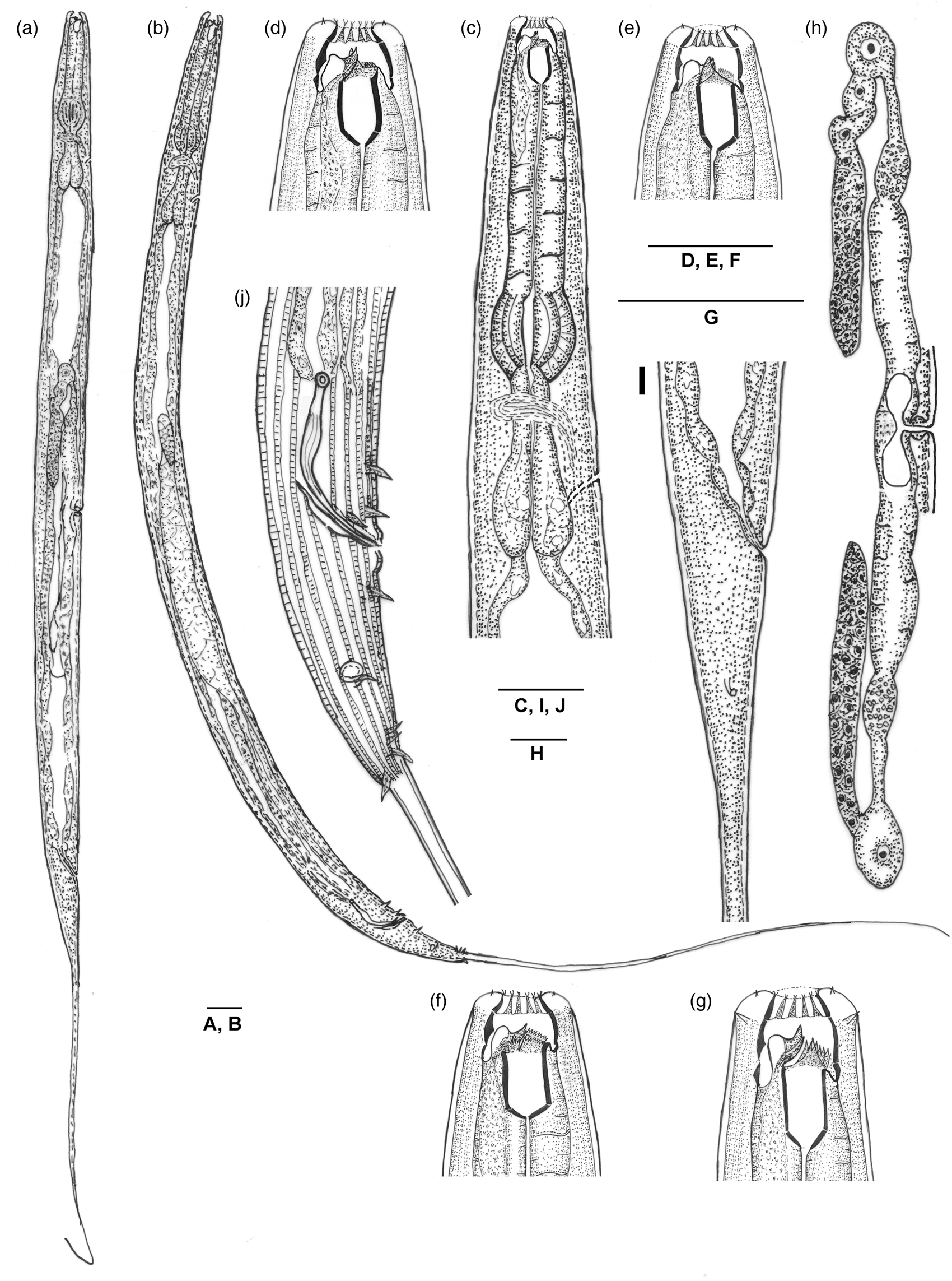 Morphological and molecular study of Didymodiclinus marginati n