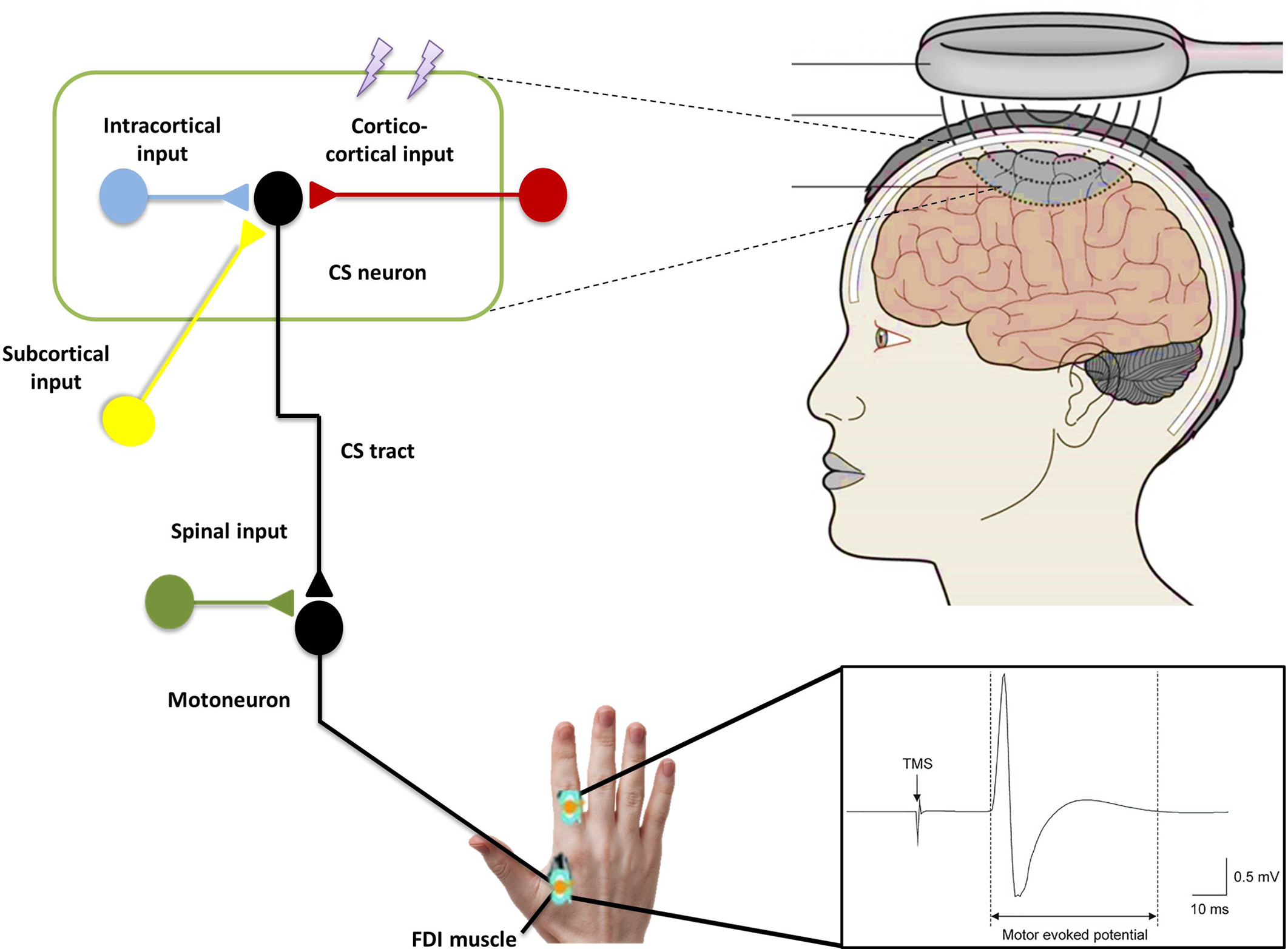 Transcranial Electrical Stimulation Transcutaneous Electrical