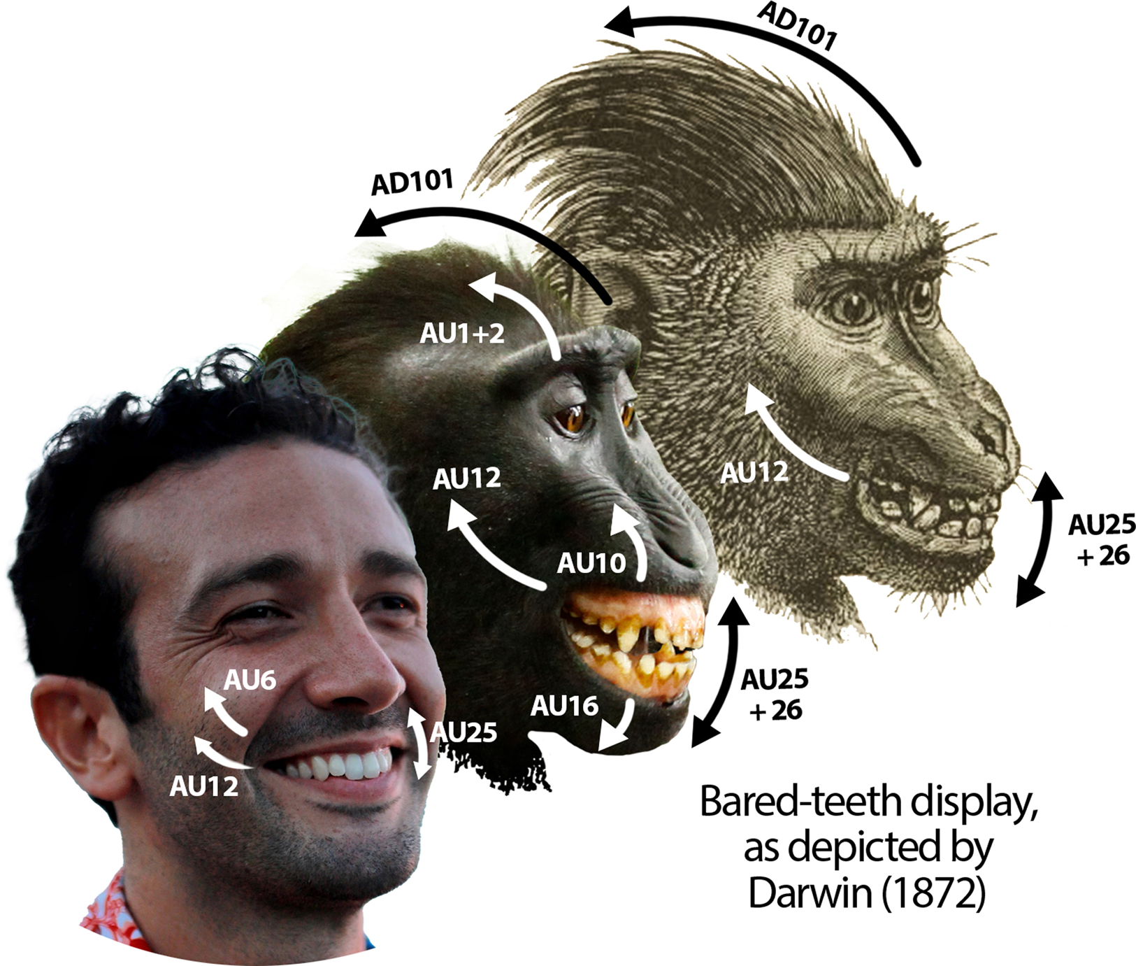 Revisiting Darwin's comparisons between human and non-human primate facial  signals | Evolutionary Human Sciences | Cambridge Core