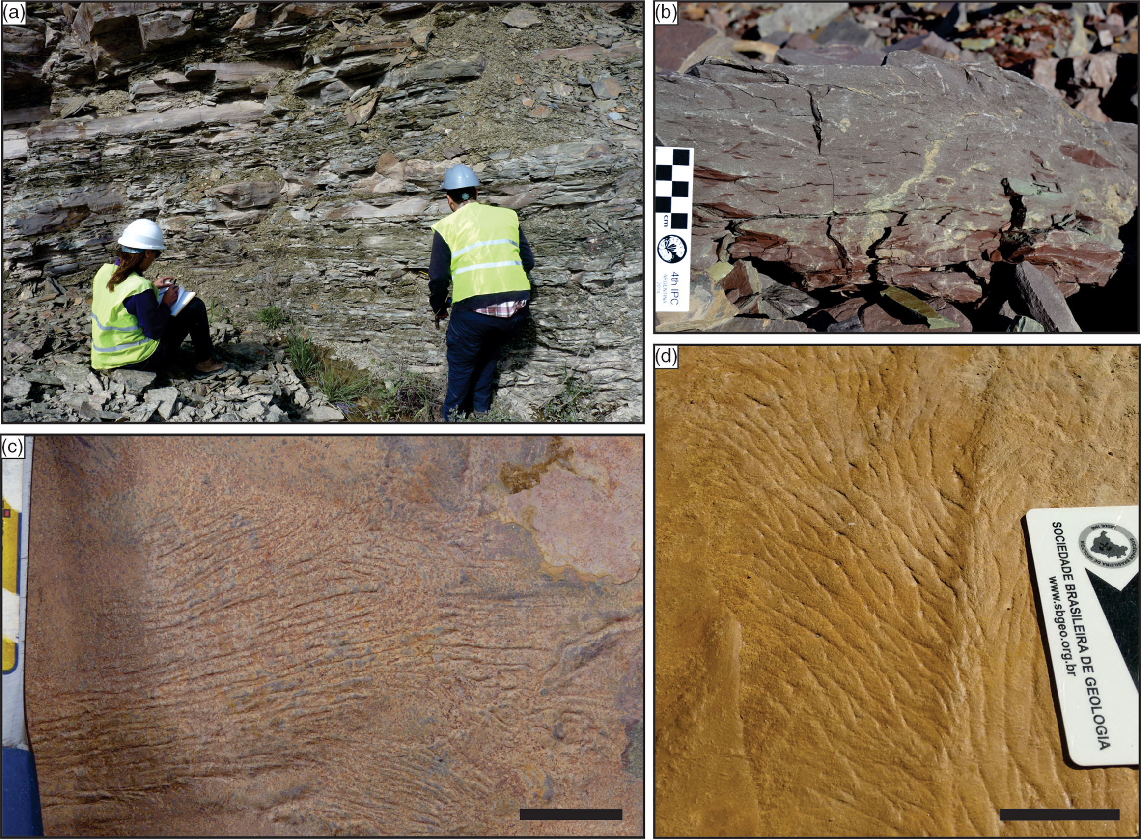 SIMPLE STRUCTURES AND COMPLEX STORIES: POTENTIAL MICROBIALLY INDUCED  SEDIMENTARY STRUCTURES IN THE EDIACARAN SERRA DE SANTA HELENA FORMATION,  BAMBUÍ GROUP, EASTERN BRAZIL