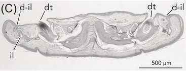 An Overview of the Morphology of Oral Glands in Snakes Chapter 18