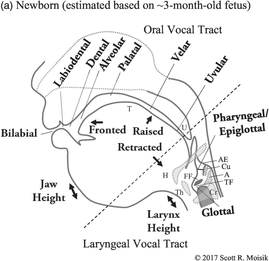 Infant Acquisition of Speech and Voice Quality (Chapter 6) - Voice Quality