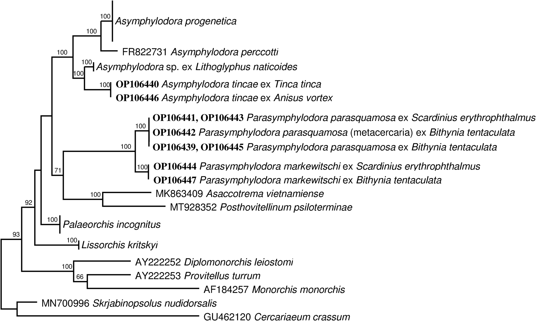 Diversity of European lissorchiid trematodes from fish and snail 