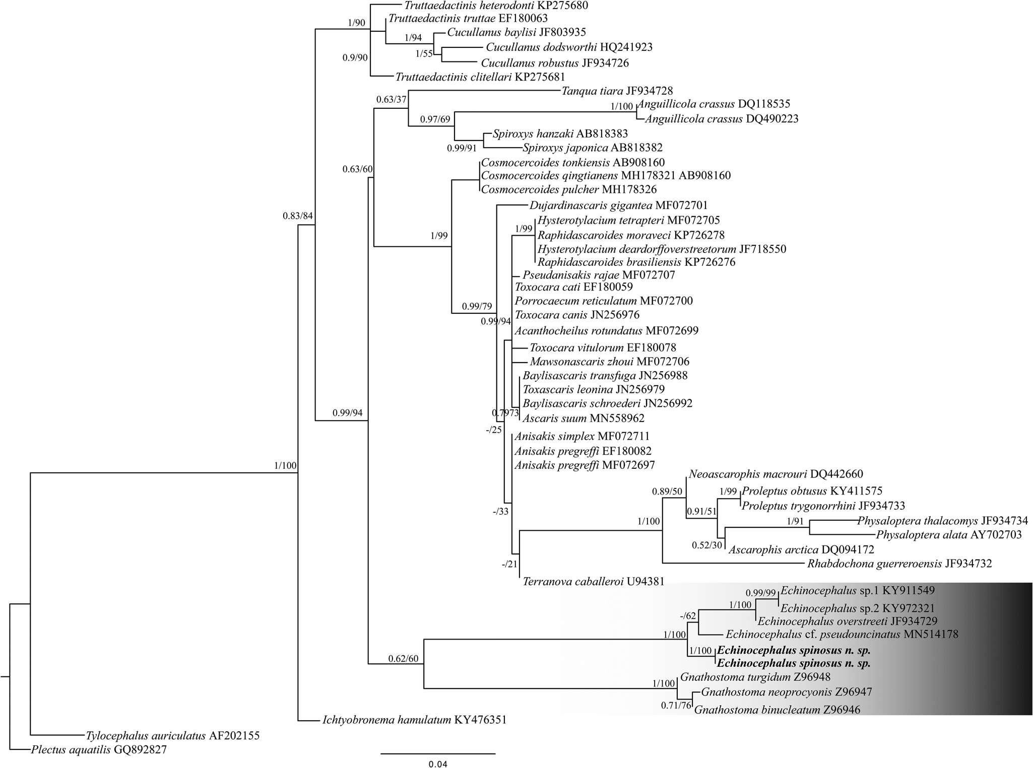 Two new species of freshwater stingrays of the genus Paratrygon  (Chondrichthyes: Potamotrygonidae) from the Orinoco basin, with comments on  the taxonomy of Paratrygon aiereba – Neotropical Ichthyology