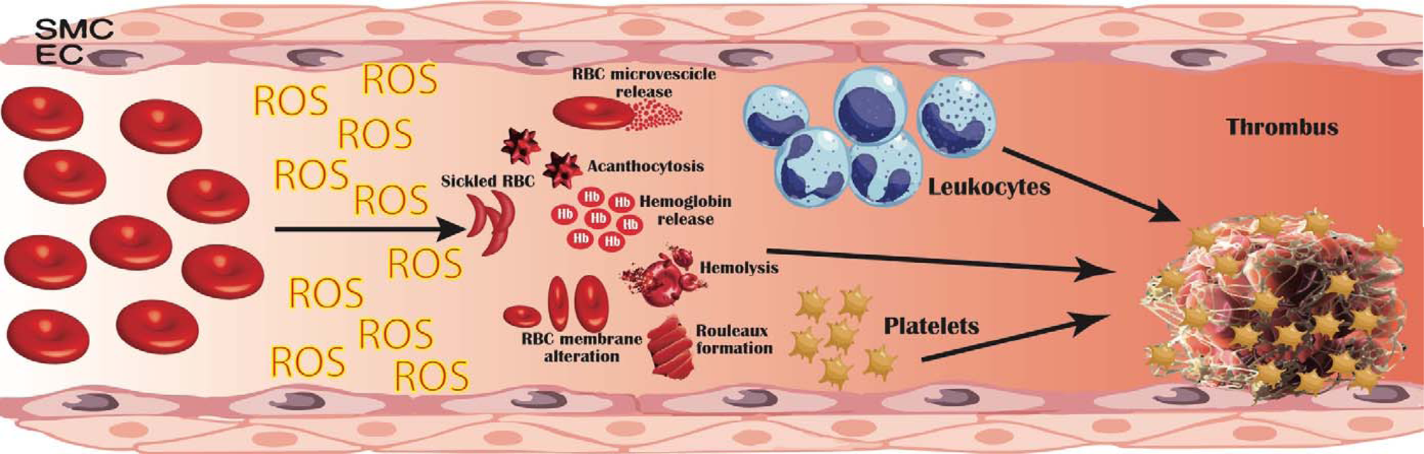 Erythrocyte Binding Asnase Is Nonimmunogenic And Acts As A Tolerogen