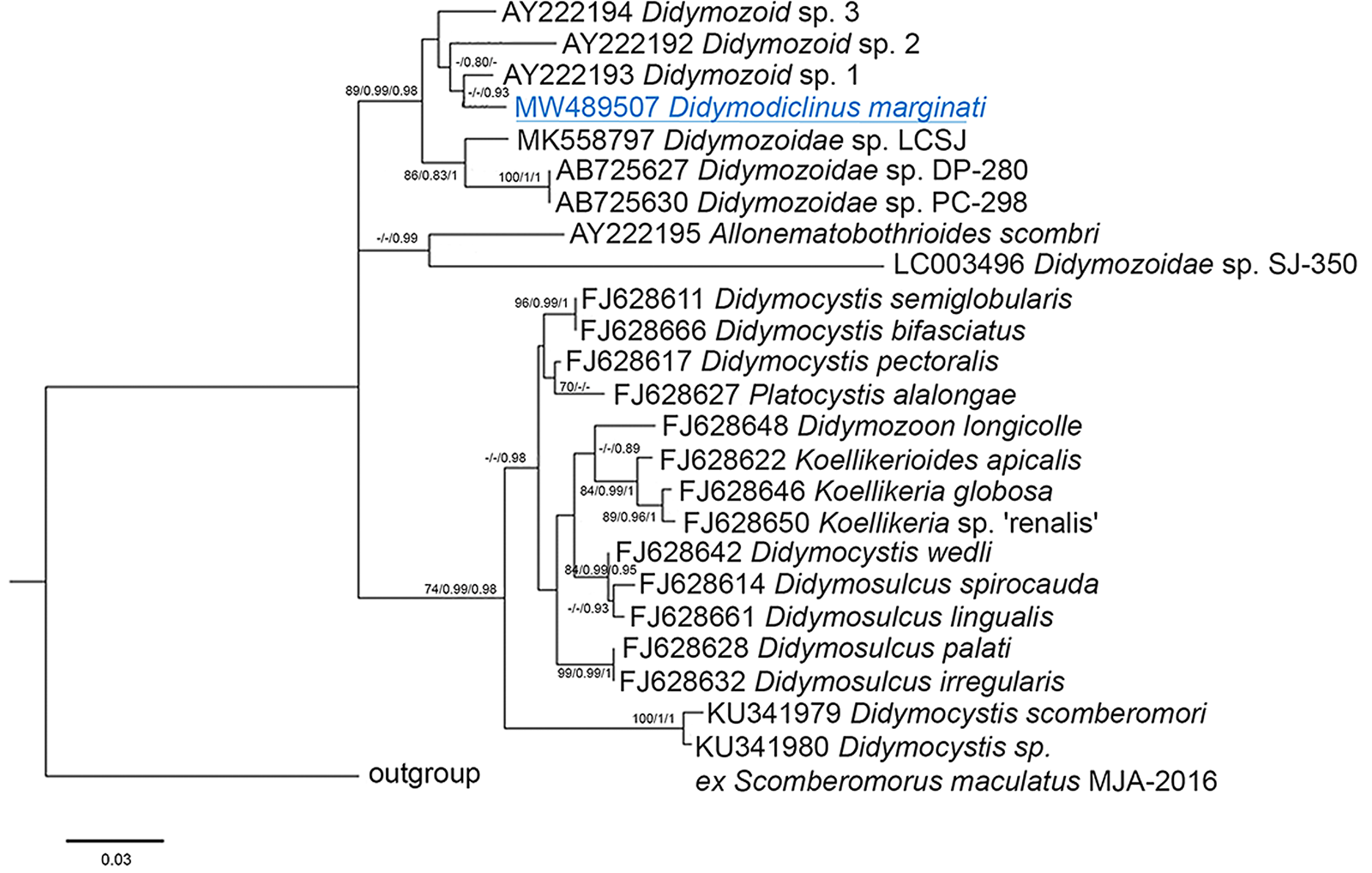 Morphological and molecular study of Didymodiclinus marginati n