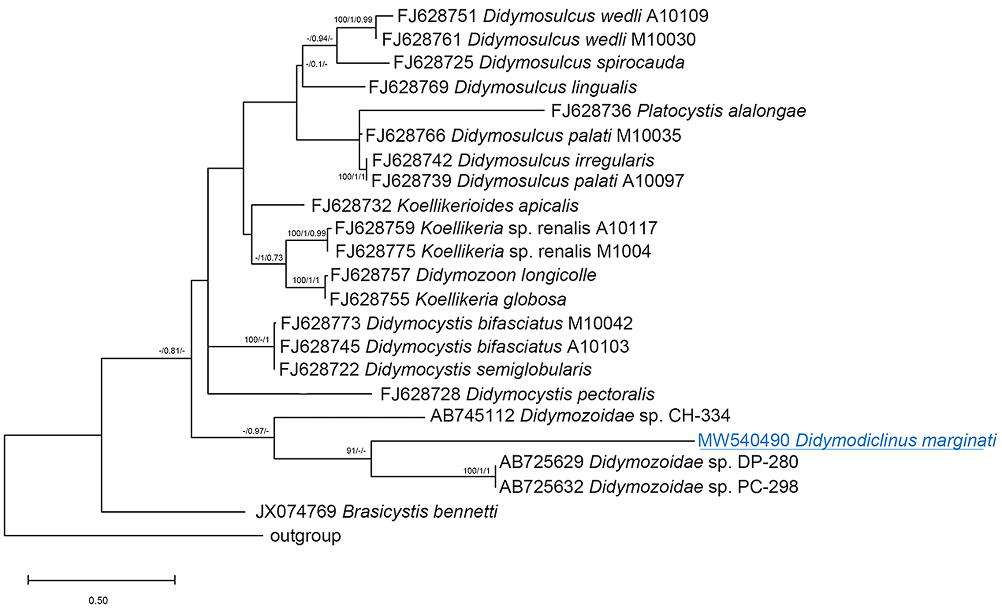 Morphological and molecular study of Didymodiclinus marginati n