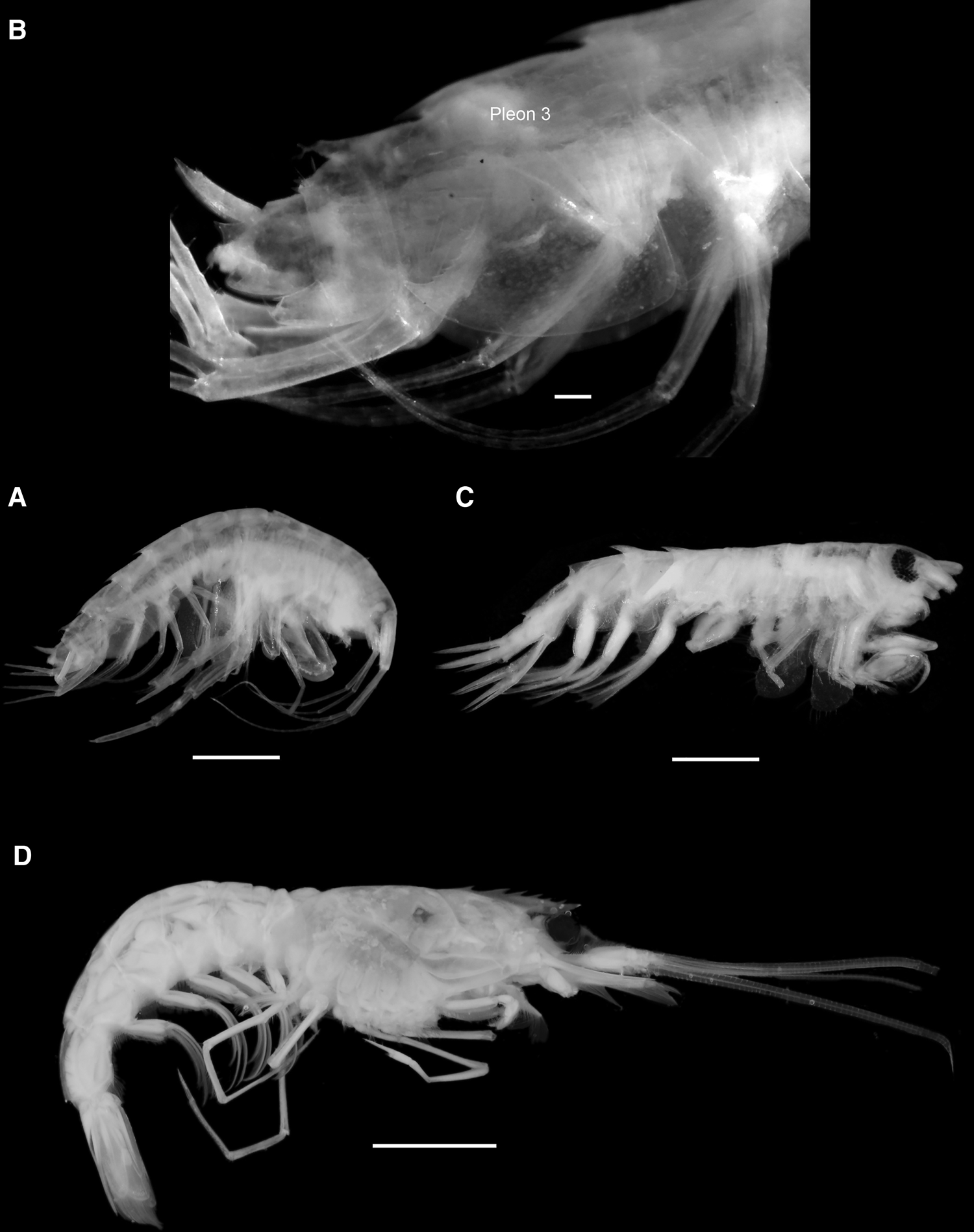 Notable Crustacea (Mysida, Amphipoda and Decapoda) from