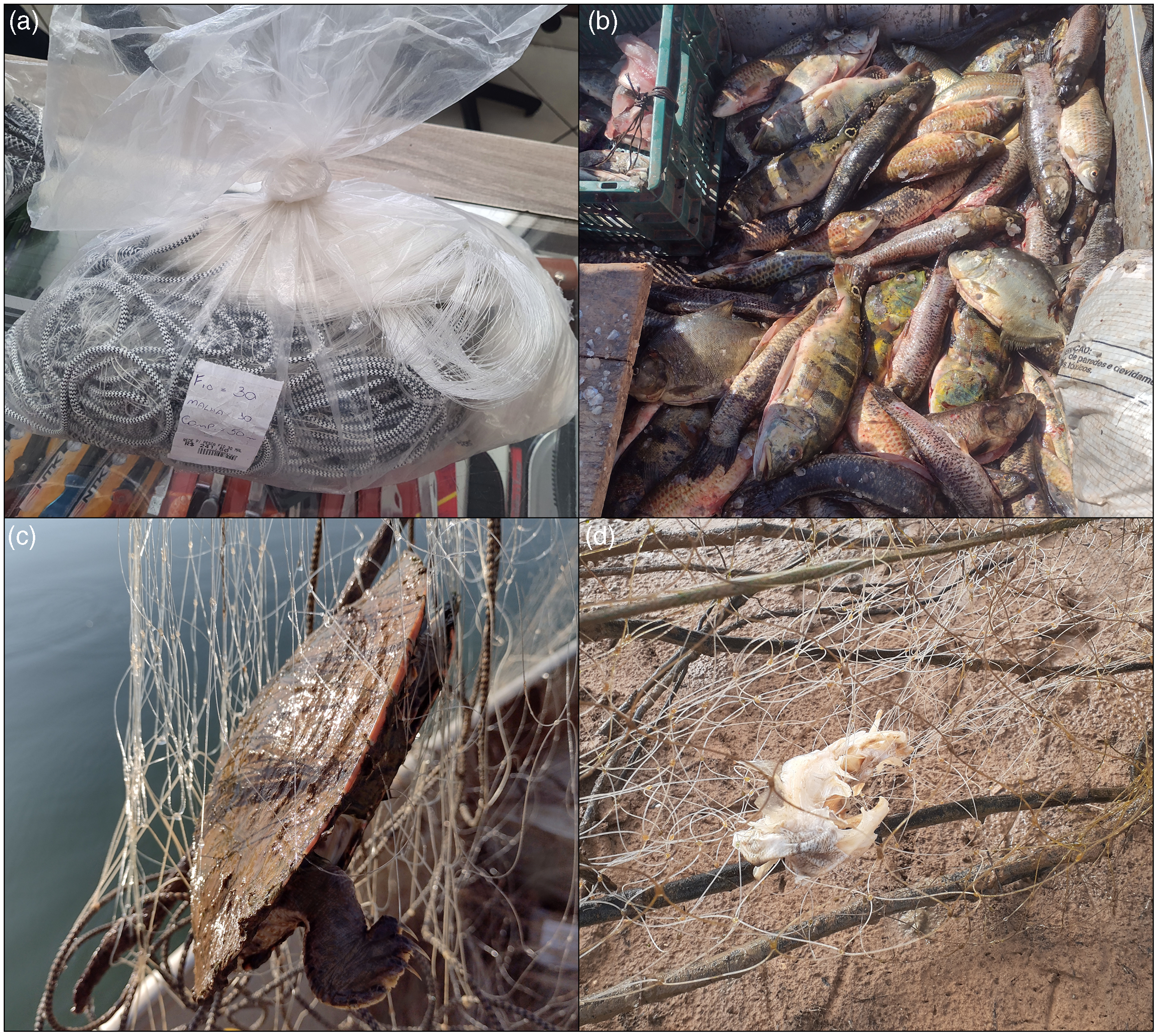 Unregulated sales of fishing nets: consequences and possible solutions in  Brazil, Environmental Conservation