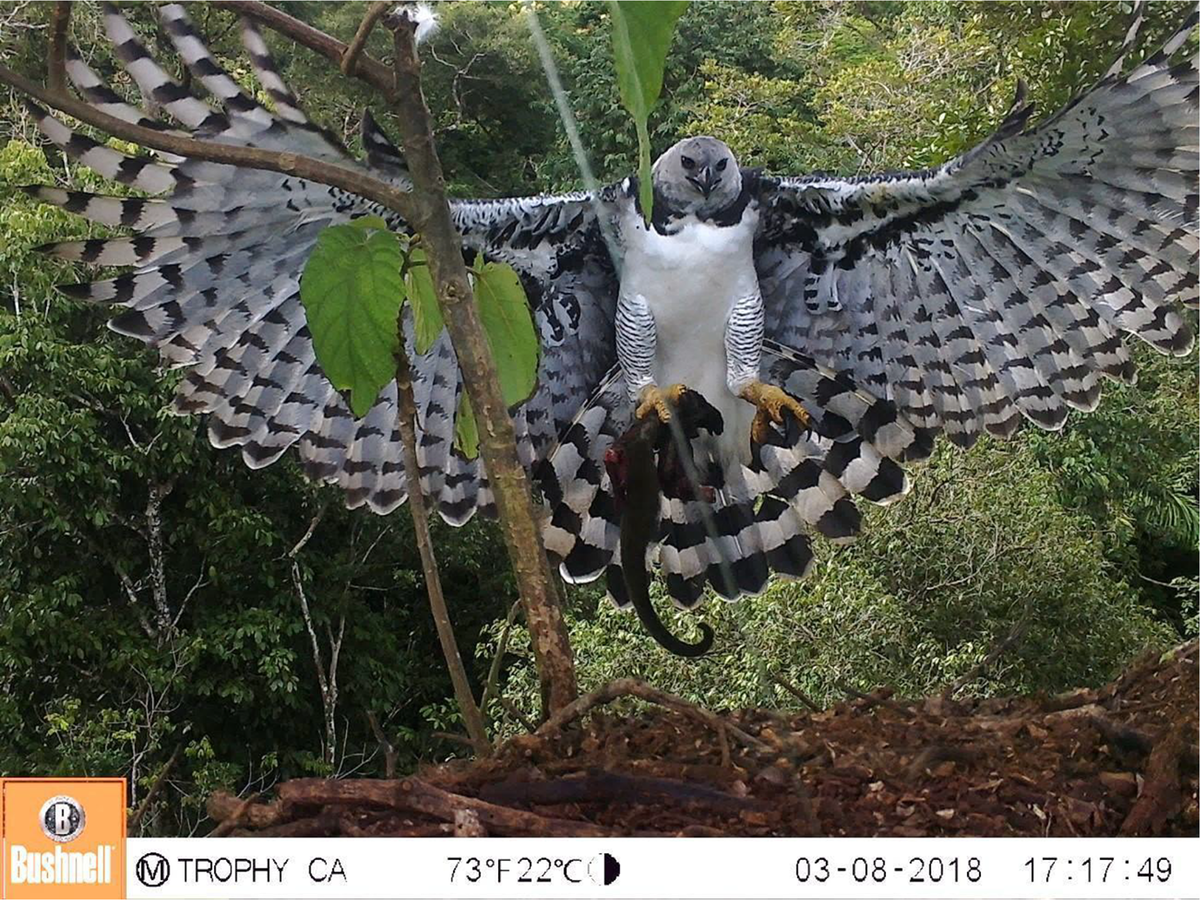 Harpy eagle flying to its nest with a fresh caught sloth : r/natureismetal