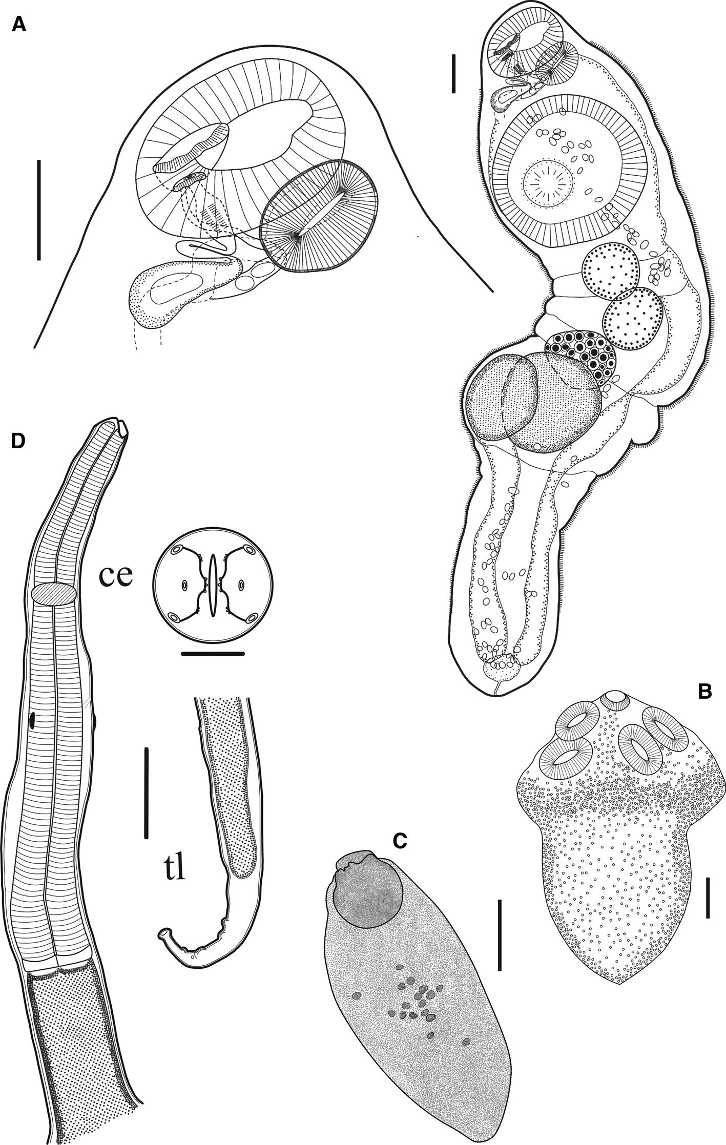 Metazoan parasites of some meso- and bathypelagic fish from the Perdido ...