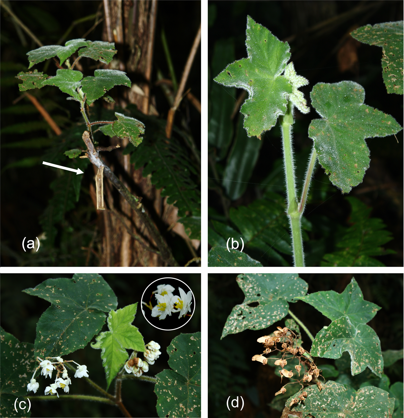 A narrowly endemic species of Begoniaceae: rediscovery, distribution and  conservation of Begonia jocelinoi | Oryx | Cambridge Core