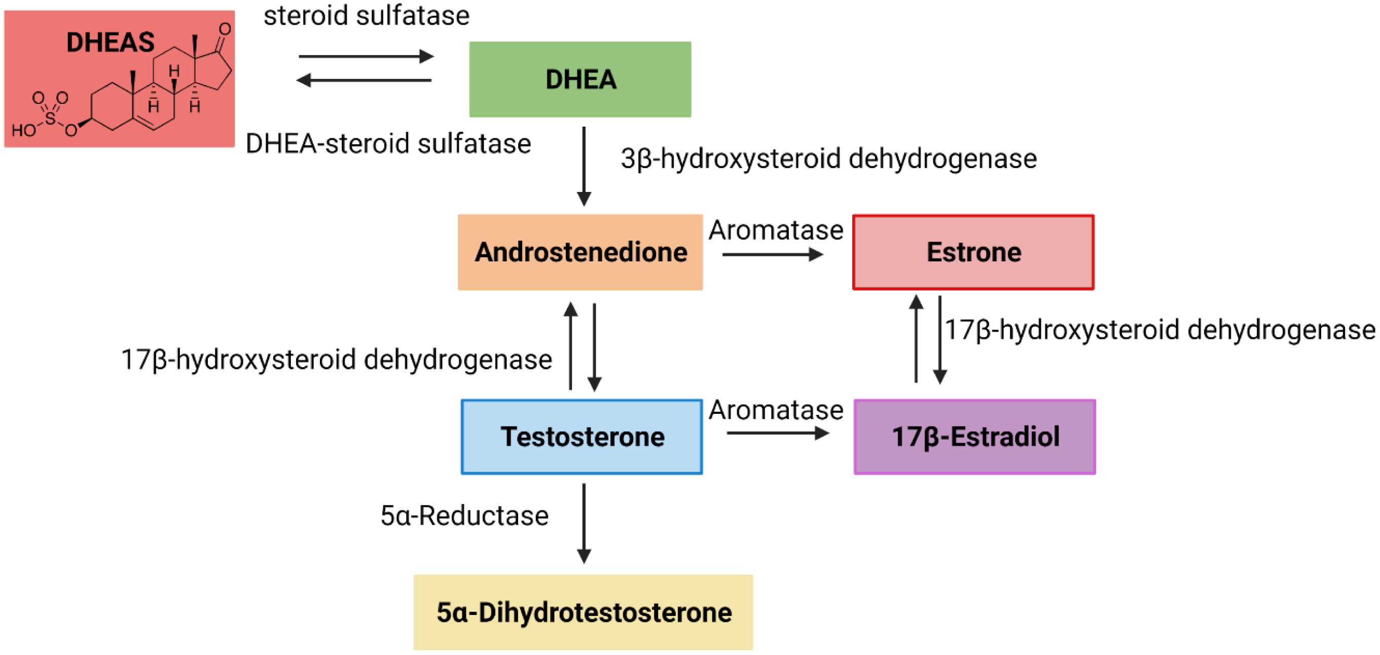 Dehydroepiandrosterone Sulfate and Colorectal Cancer Risk A Mendelian