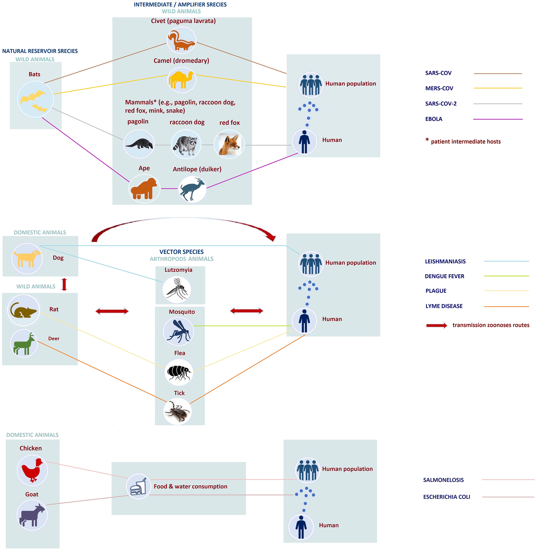 Human Activities And Zoonotic Epidemics: A Two-way Relationship. The ...