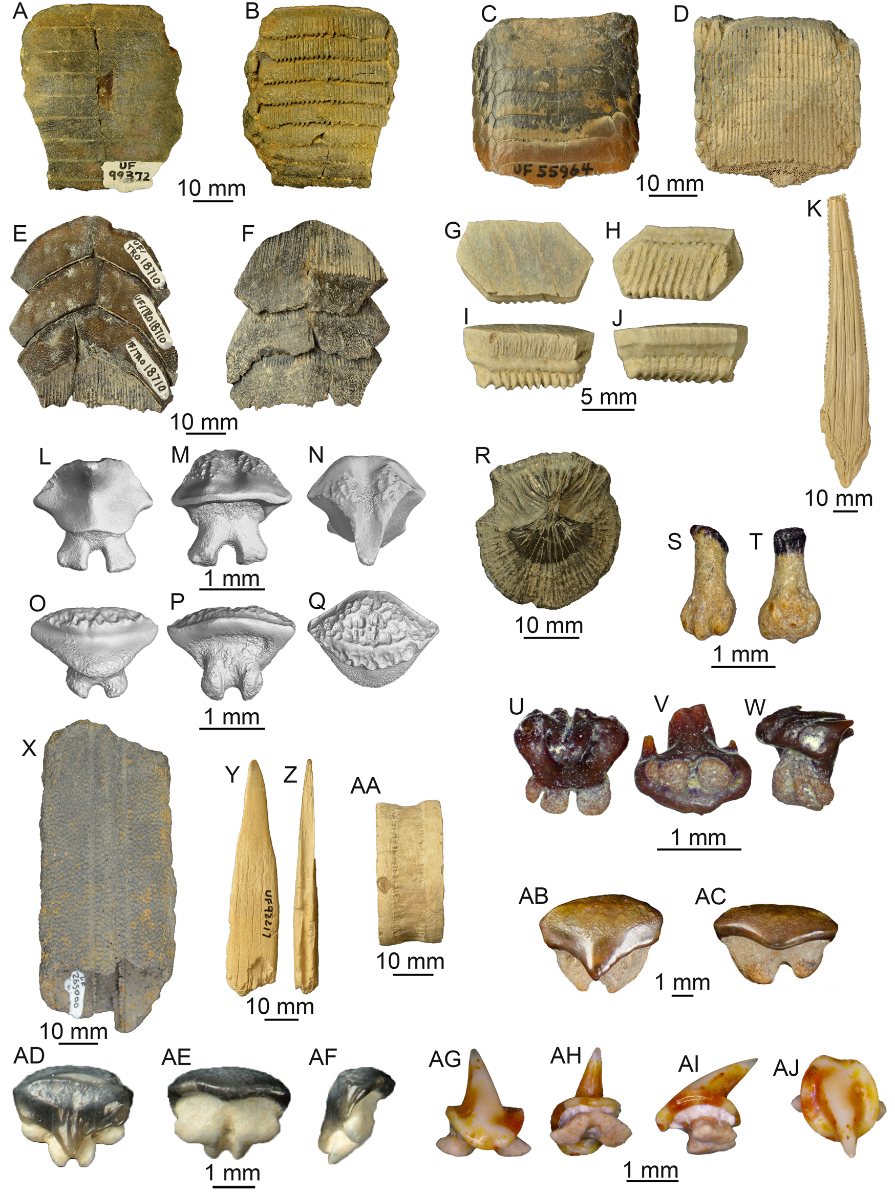 The chondrichthyan fossil record of the Florida Platform  (Eocene–Pleistocene) | Paleobiology | Cambridge Core