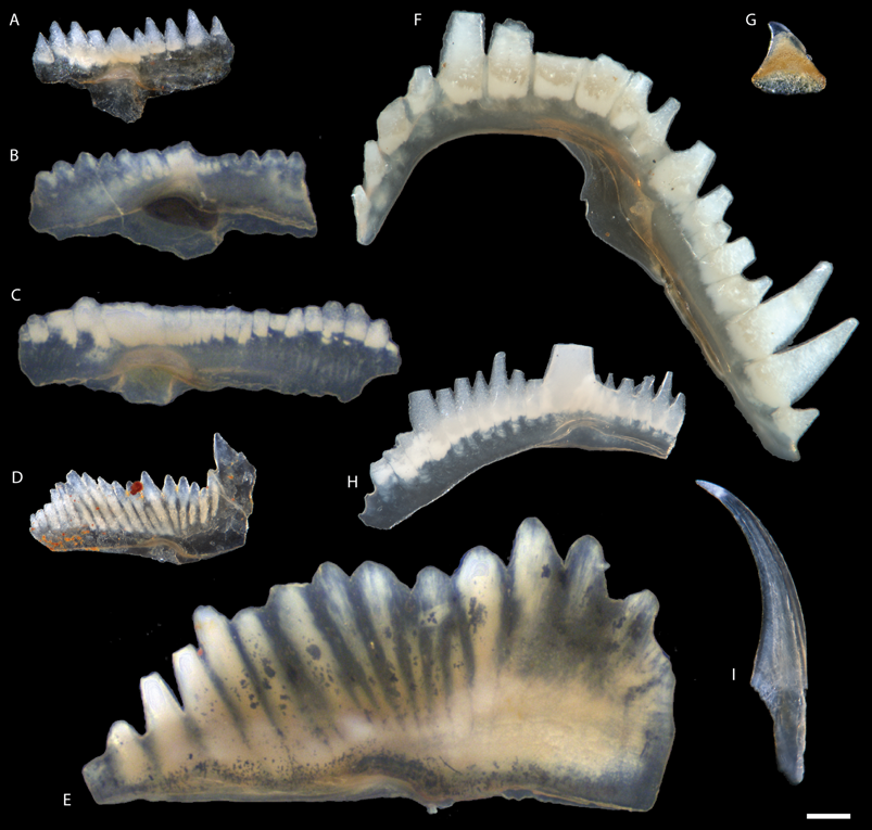 Sr/Ca and Ba/Ca ratios support trophic partitioning within a Silurian  conodont community from Gotland, Sweden | Paleobiology | Cambridge Core