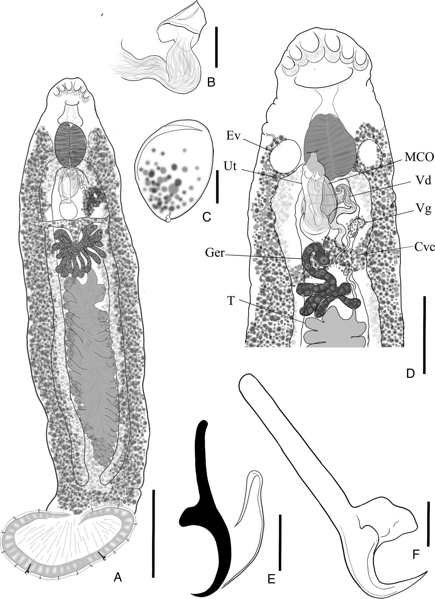 Hexabothriidae and Monocotylidae (Monogenoidea) from the gills of ...