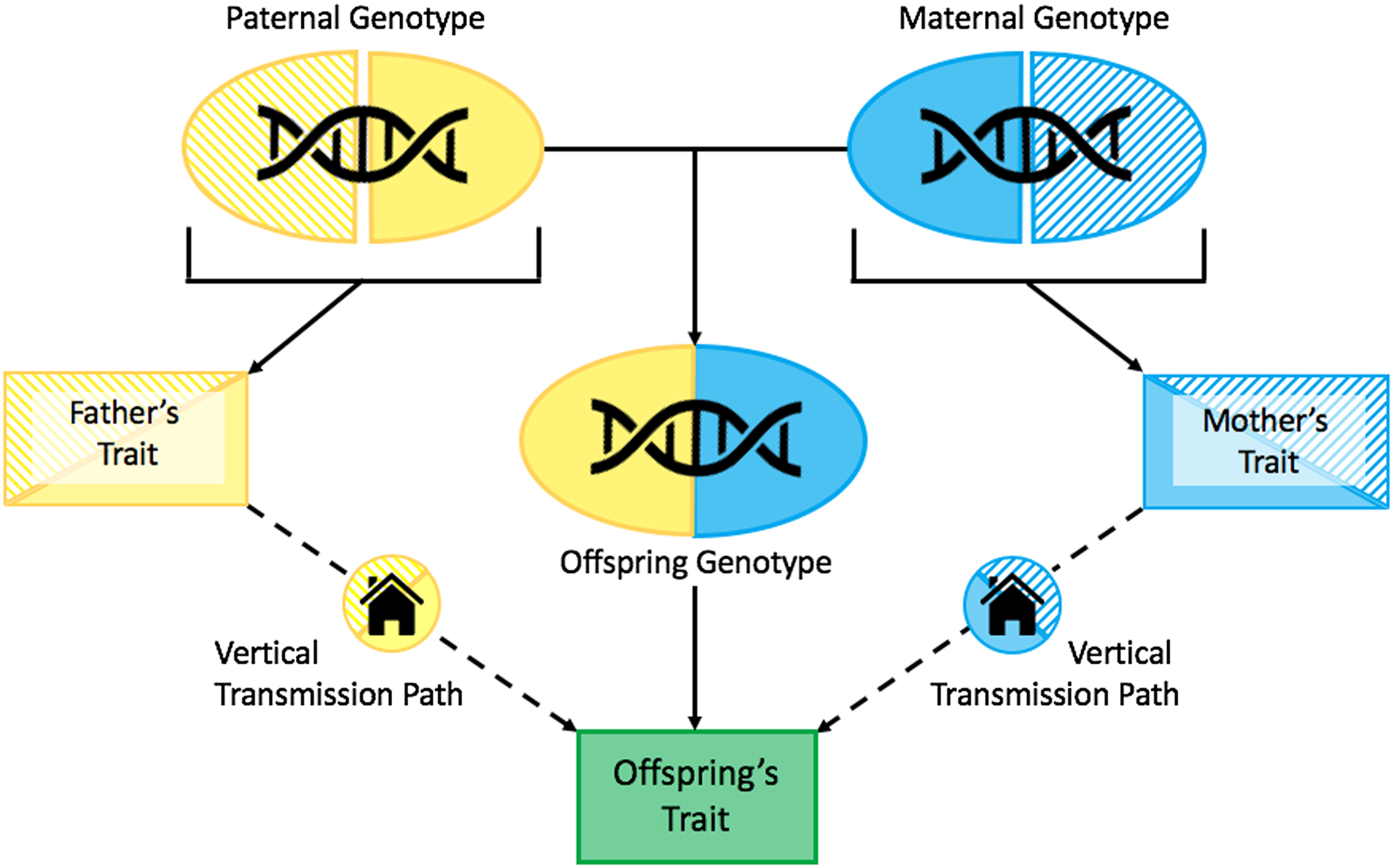 The Estimation Of Environmental And Genetic Parental Influences ...