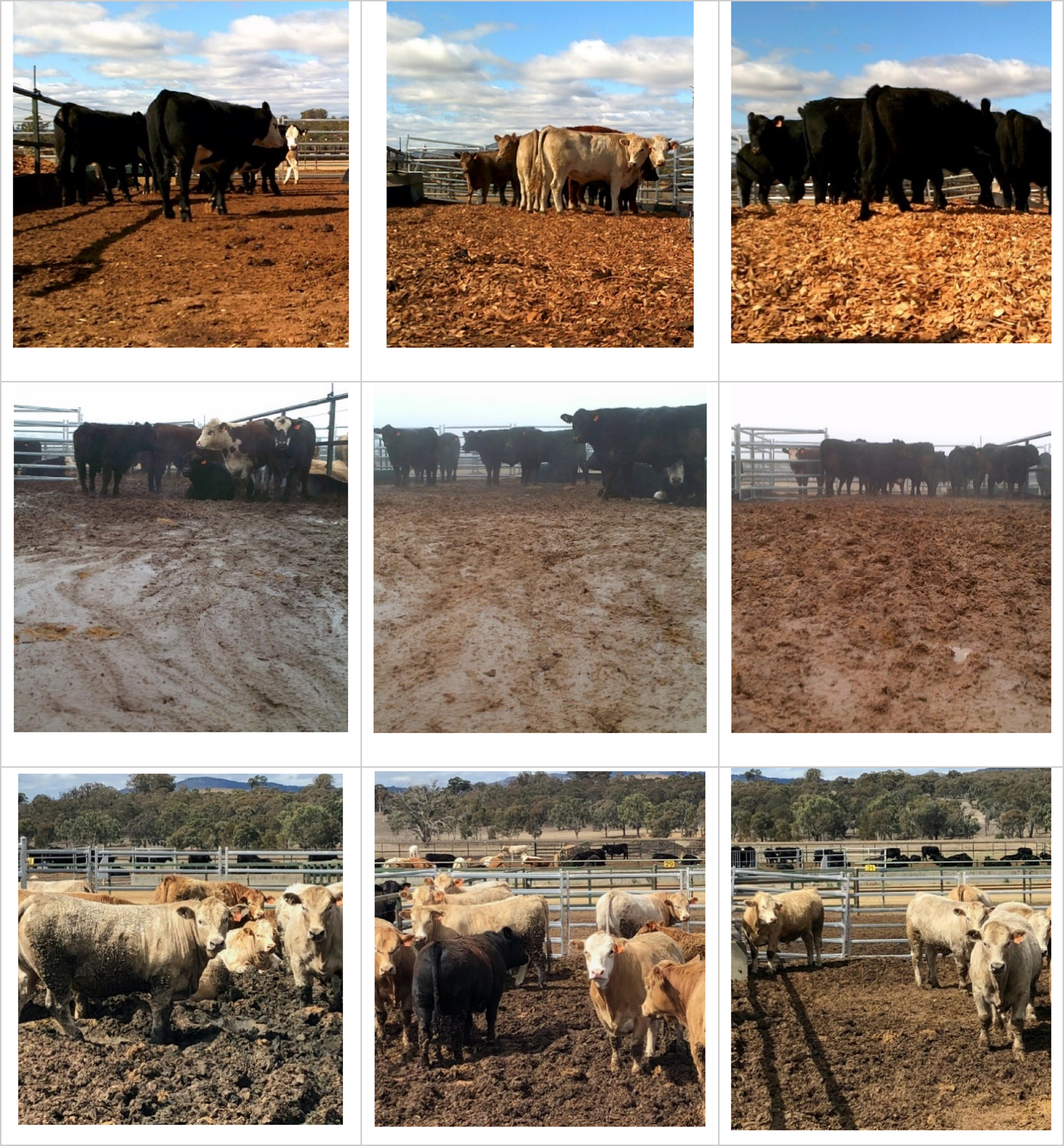 Strategic Feedlot Bedding