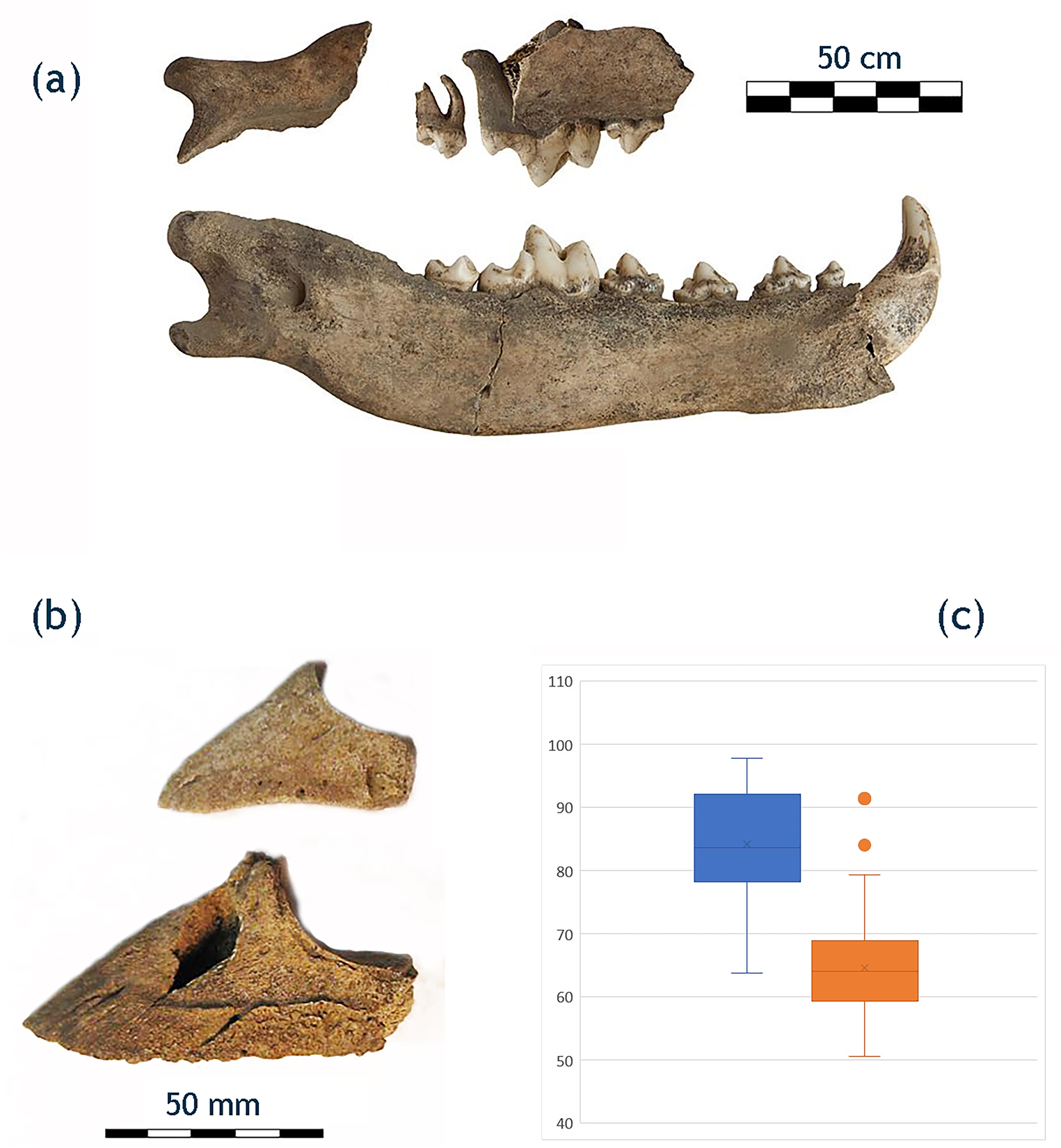 Where the Wild Things Are': Etruscan Hunting and Trophy Display at Poggio  Civitate (Murlo), Italy | European Journal of Archaeology | Cambridge Core, image size:1525x1651