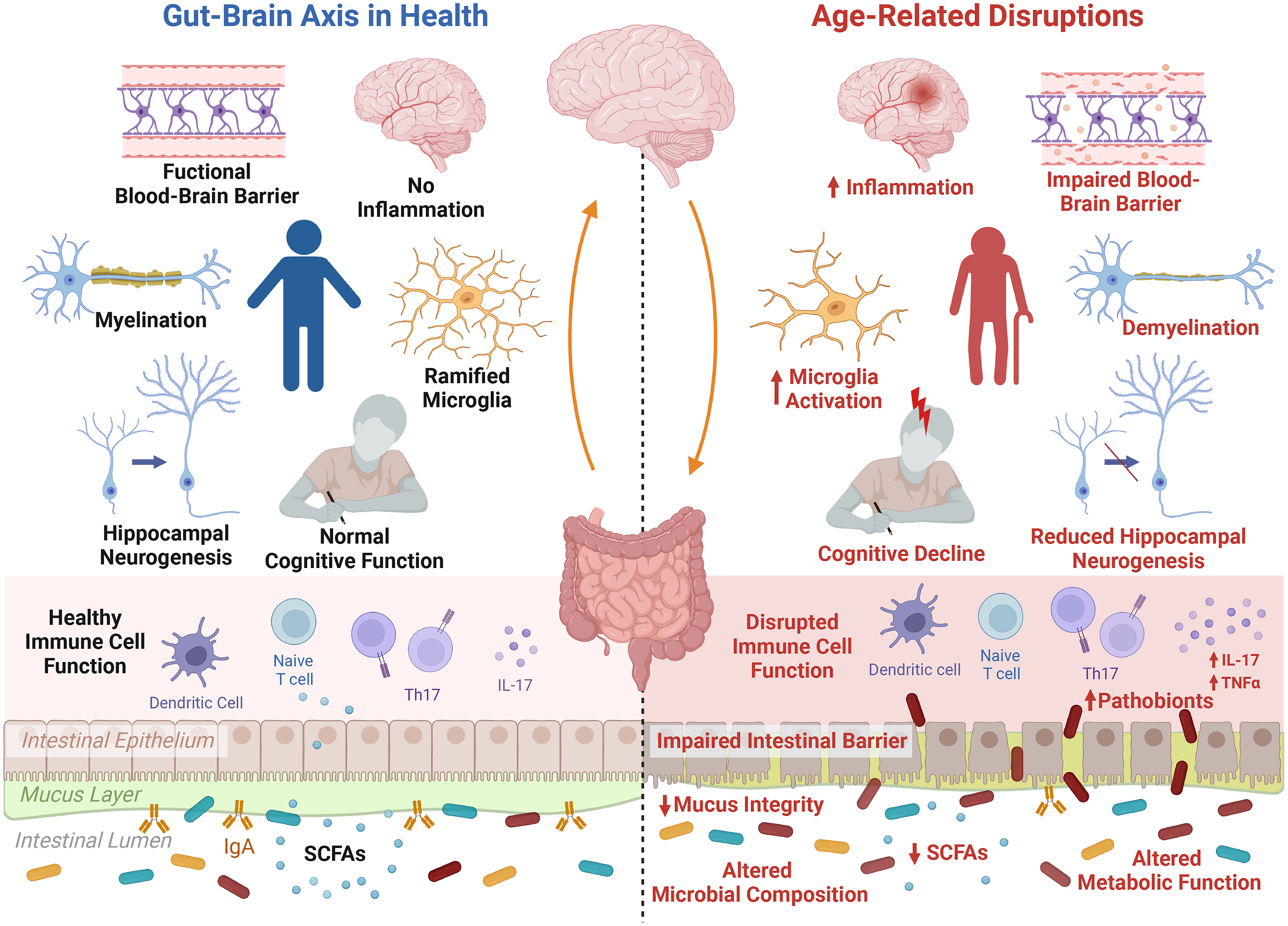 The Gut Microbiota Is An Emerging Target For Improving Brain Health ...