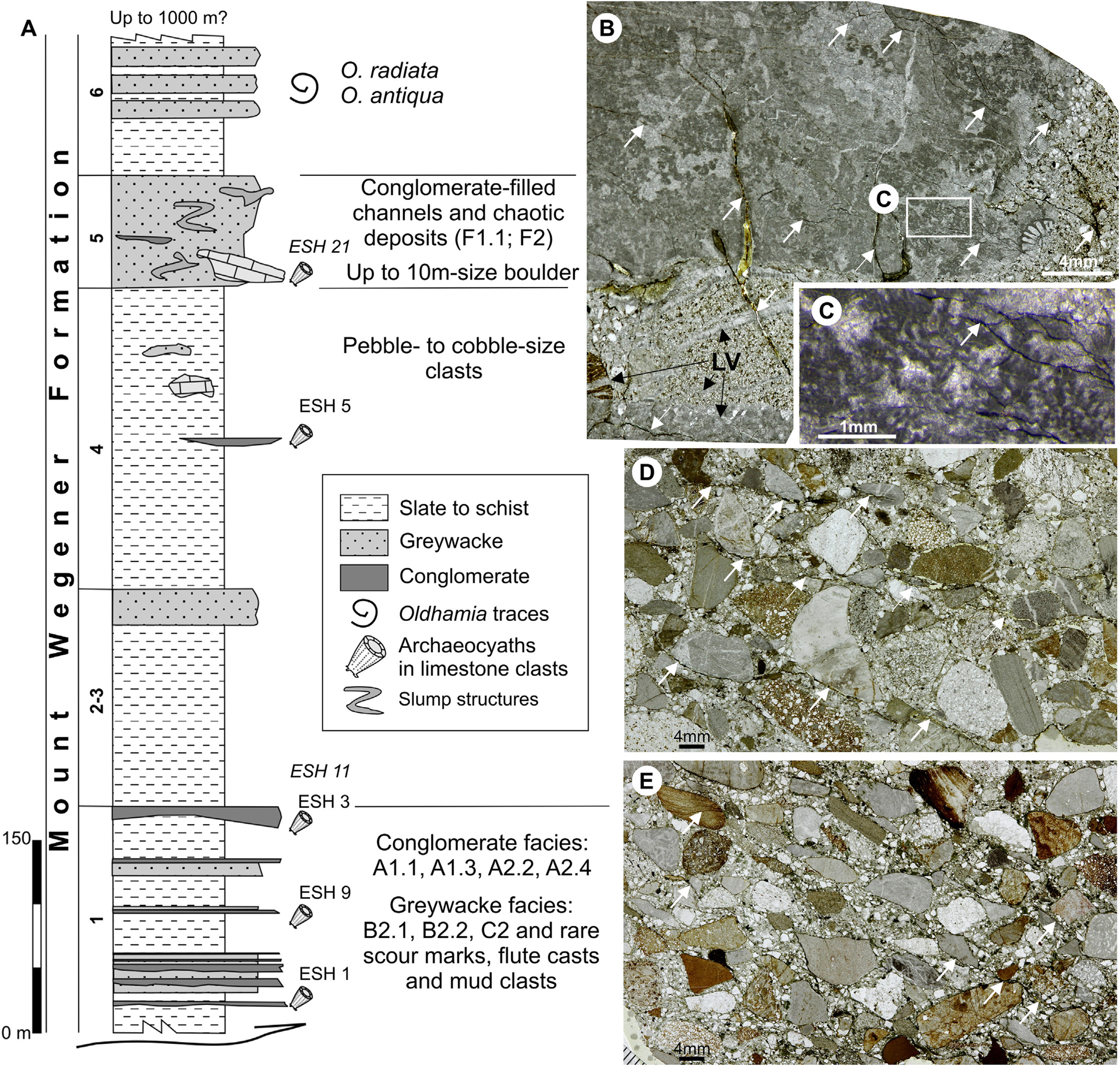 a) Relationship between grain micrite microfabric and micritic grain