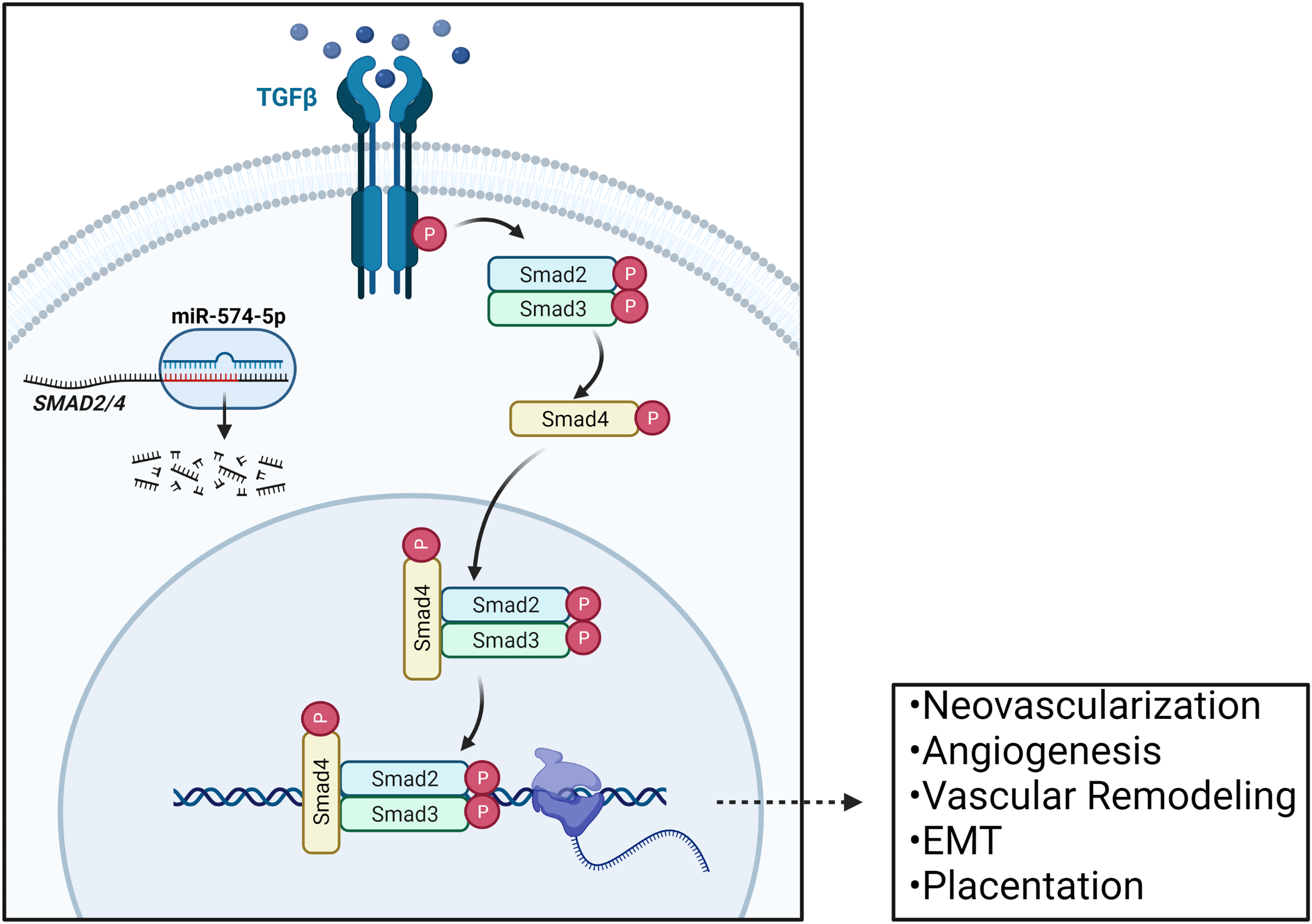 Variation in placental microRNA expression associates with