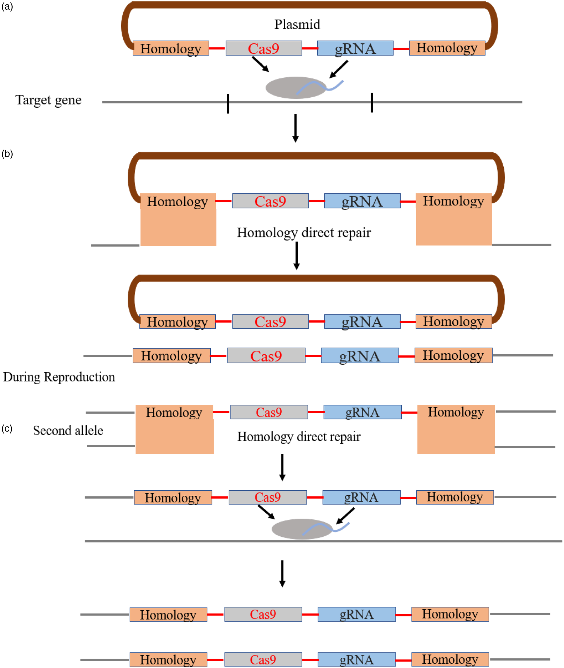 Massive crossover suppression by CRISPR–Cas-mediated plant