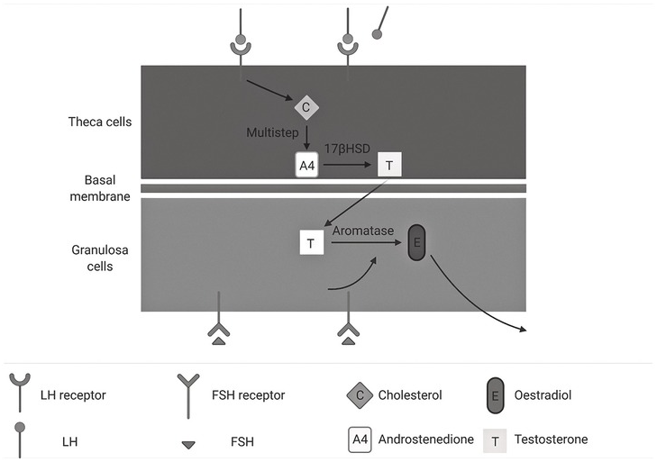 The Normal Menstrual Cycle and the Control of Ovulation - Endotext