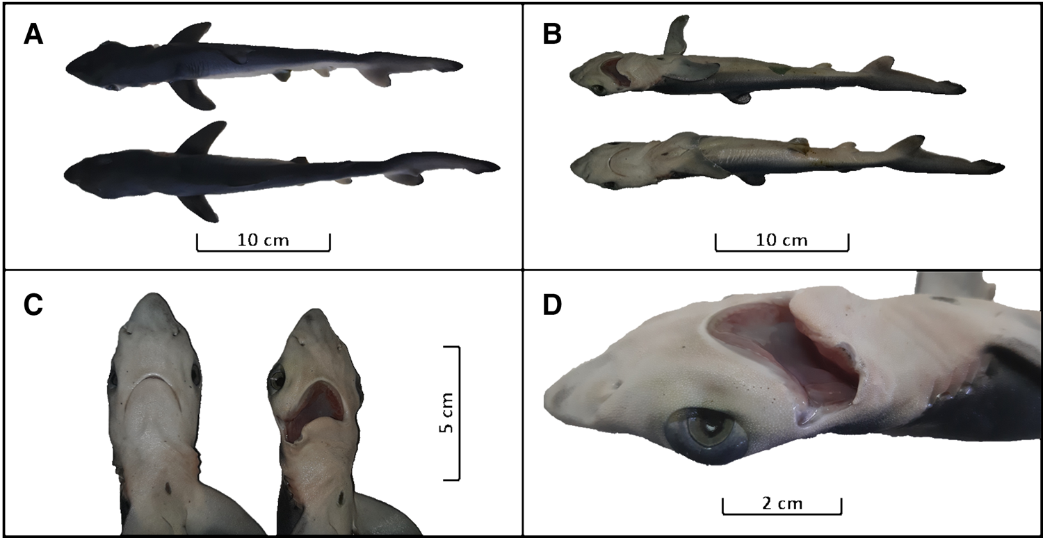 Teratological records in blue shark Prionace glauca embryos from the  South-western Atlantic Ocean, Journal of the Marine Biological Association  of the United Kingdom